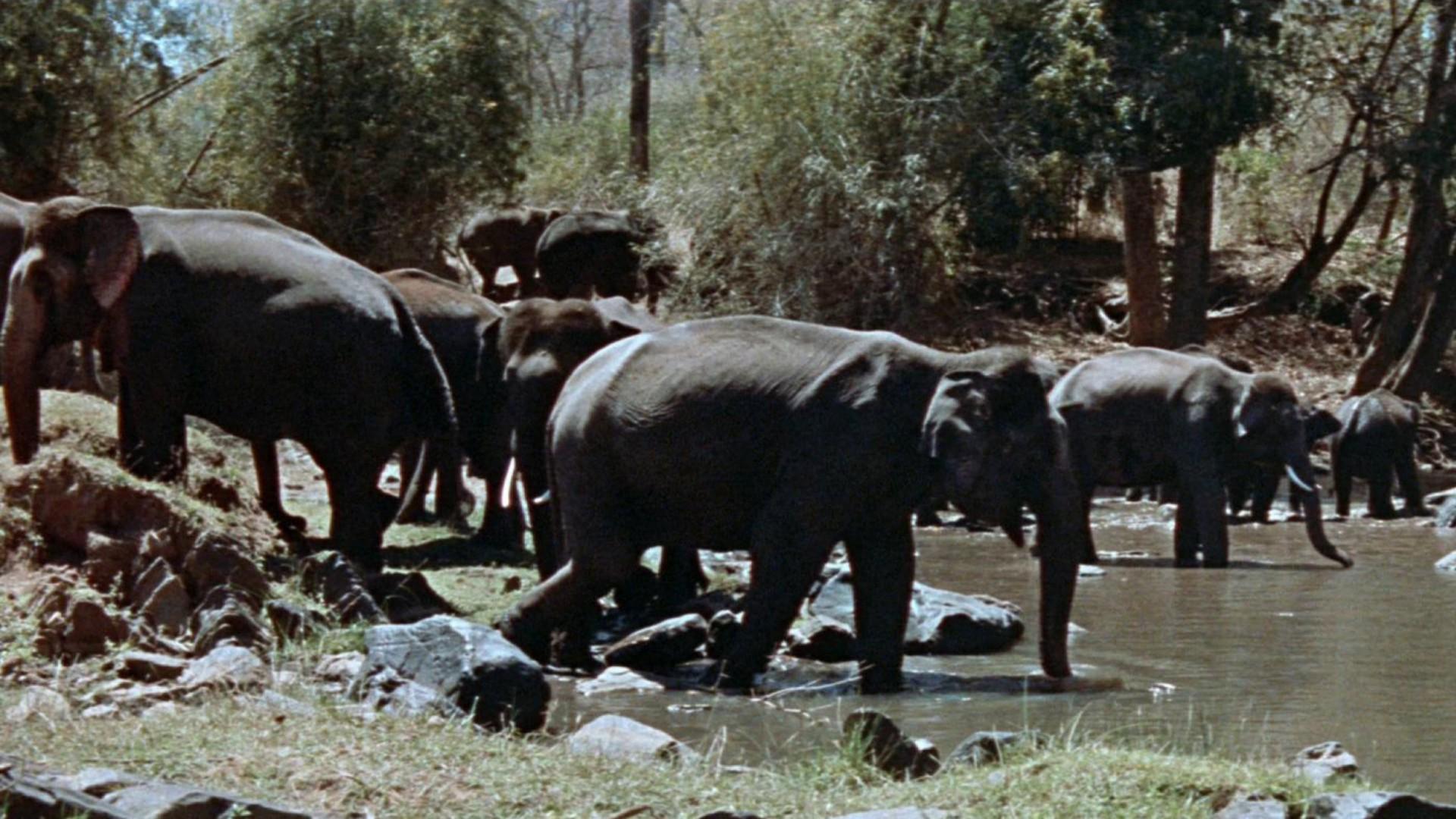 Tarzan's Three Challenges