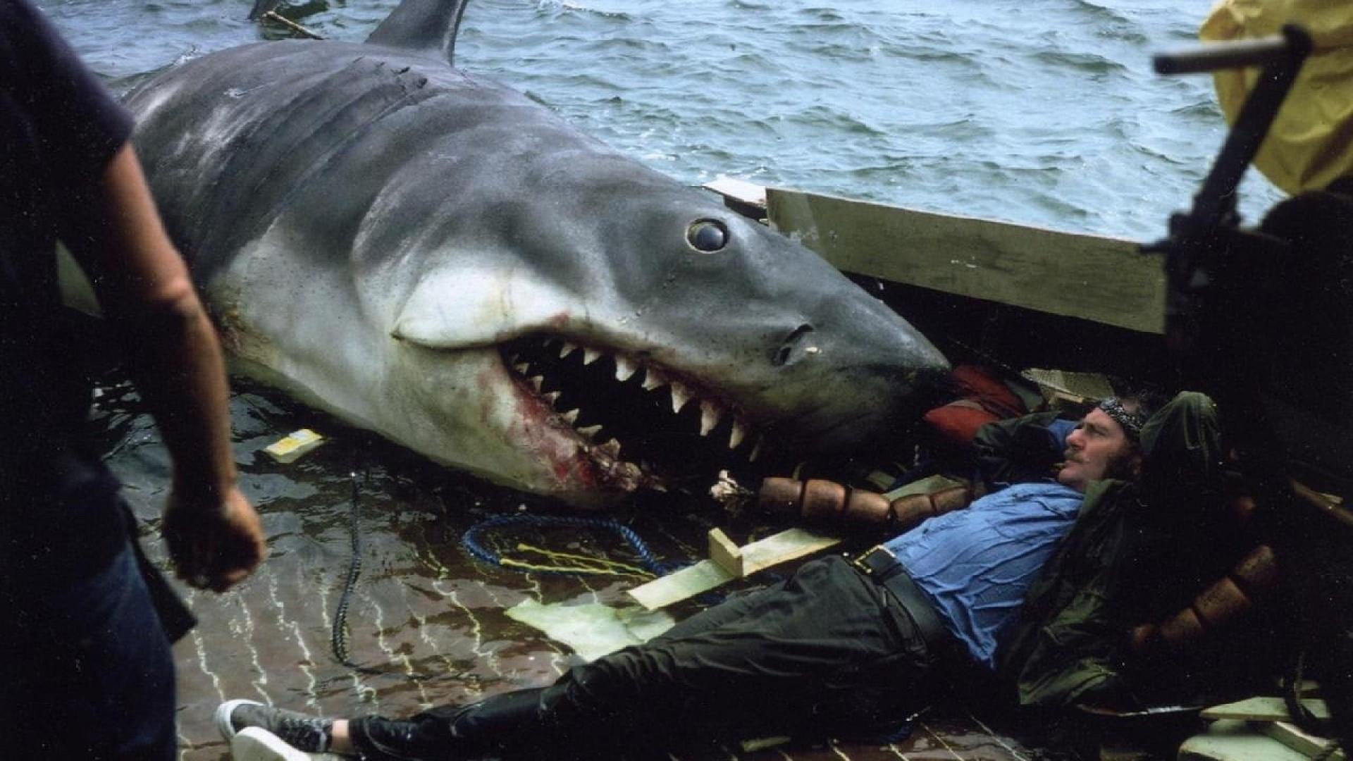 The Shark Is Still Working
