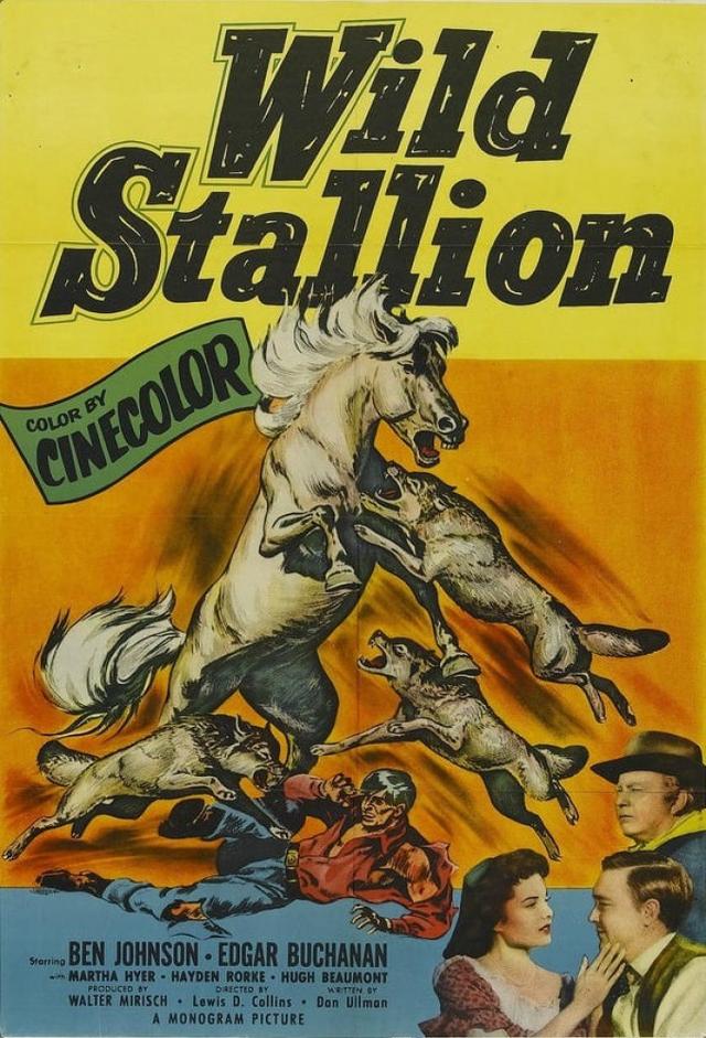 Wild Stallion