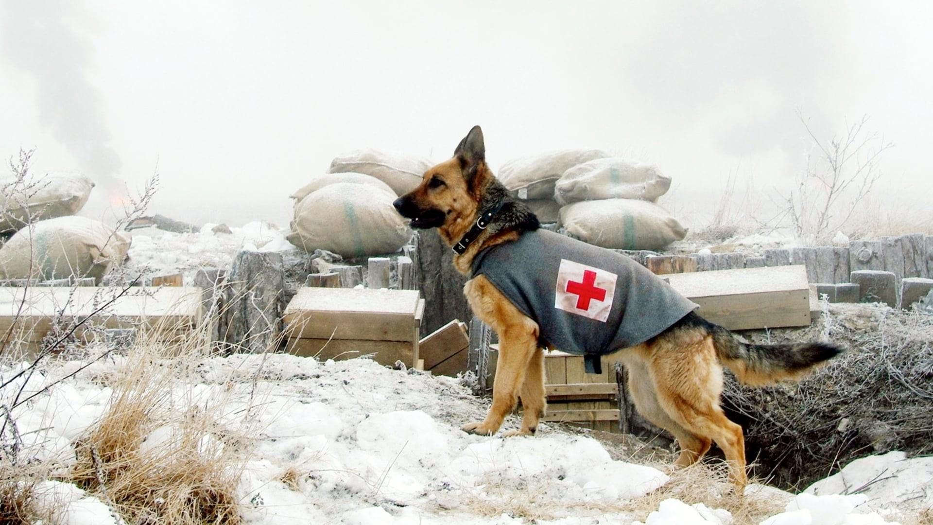 Rin Tin Tin