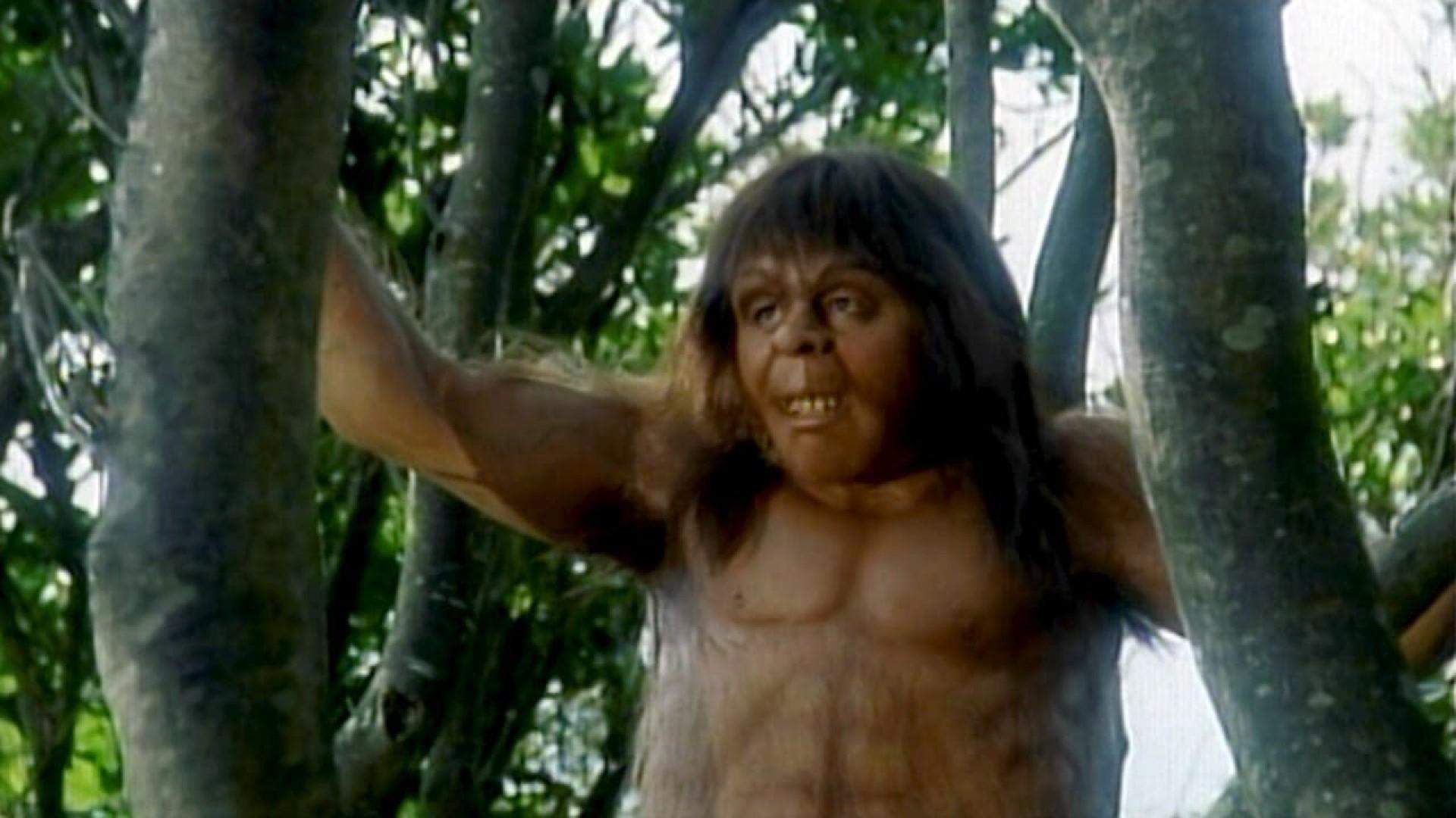 The Peking Man