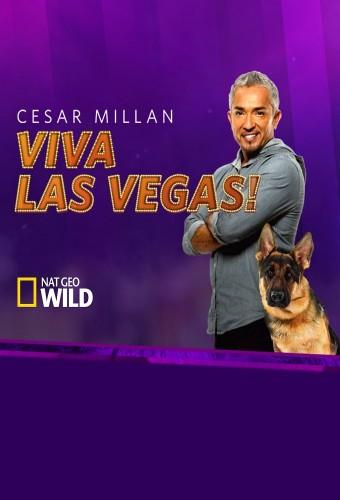 Cesar Millan: Viva Las Vegas!
