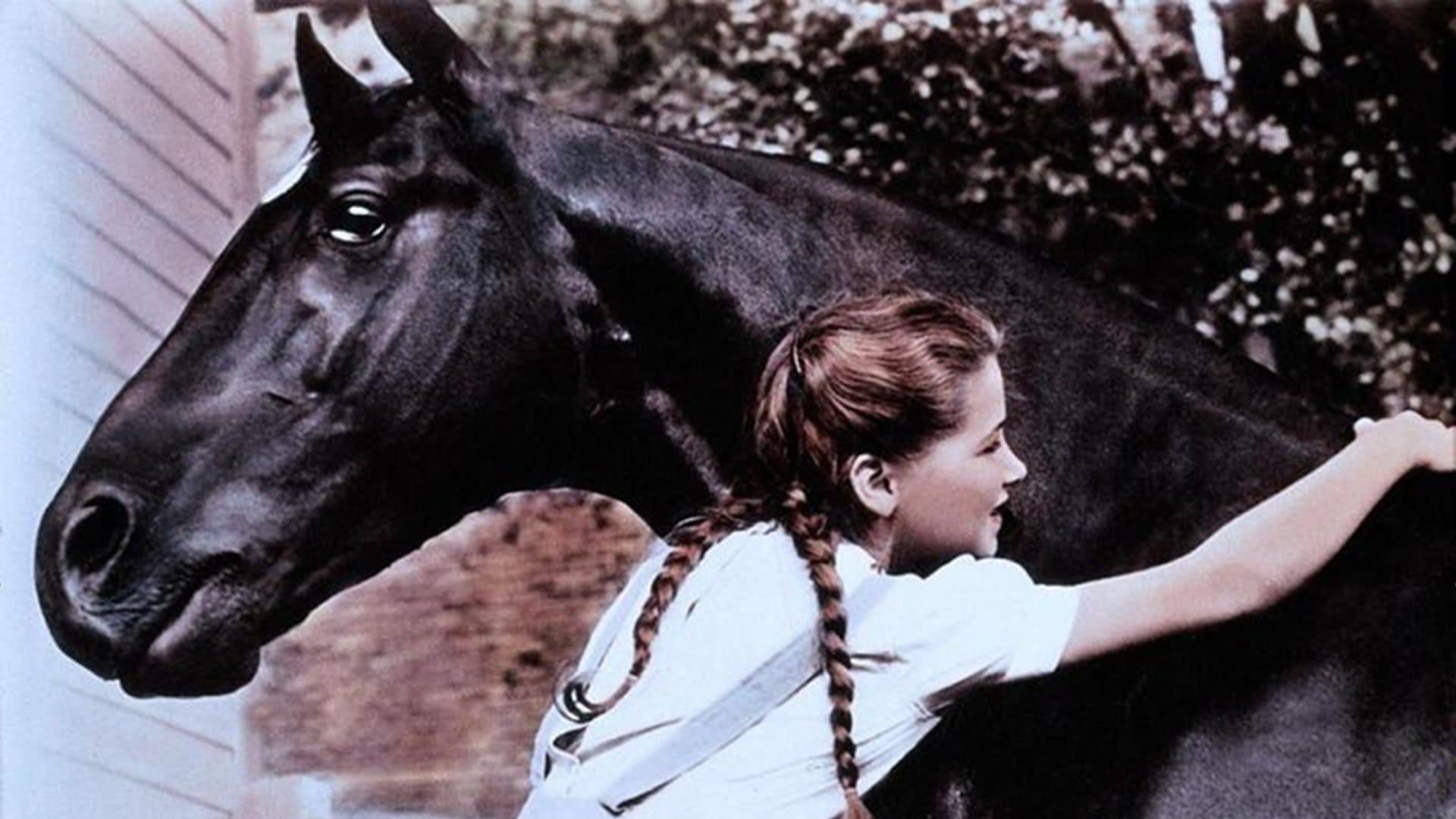 Gypsy Colt