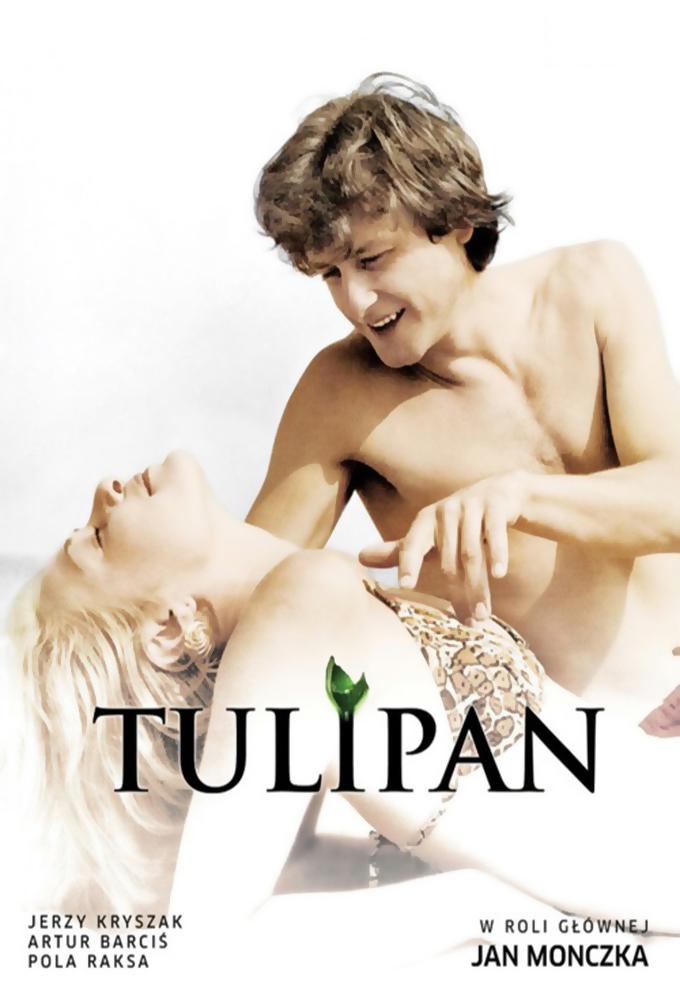Tulipan