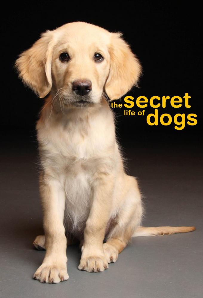 The Secret Life of Dogs