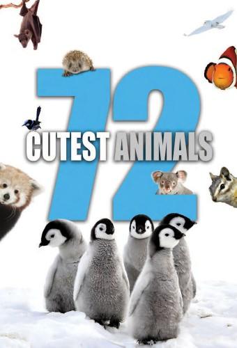 72 Animaux Mignons