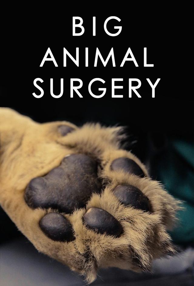 Big Animal Surgery