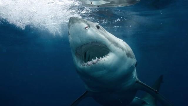 Great White Serial Killer Extinction