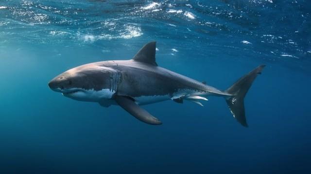 Great White Double Trouble