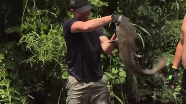 Poisson-chat géant à mains nues