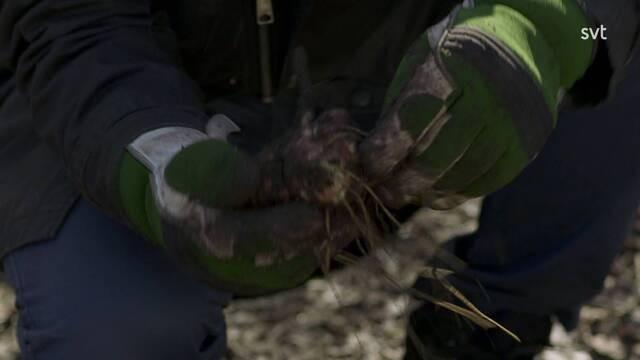 Våren 2012 - Avsnitt 2