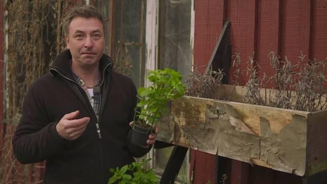 Våren 2012 - Avsnitt 5