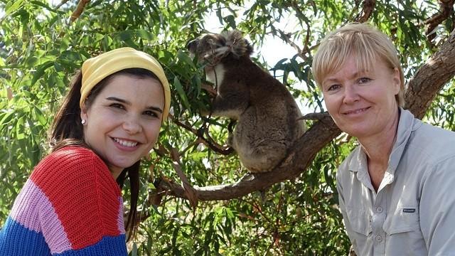 Voll süß, Koala!