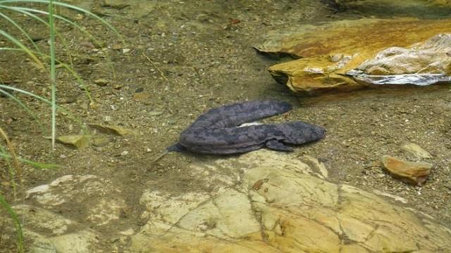 Der glitschige Riesensalamander