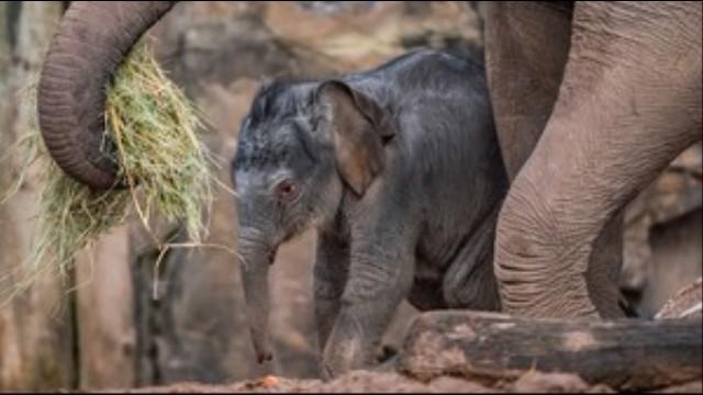 Extraordinary Births