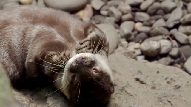 Otter Under the Weather