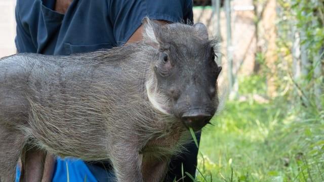 A Warthog Named Peaches