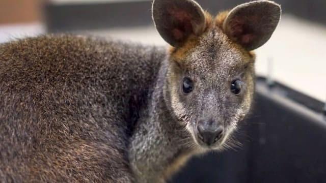 Wallaby in the City