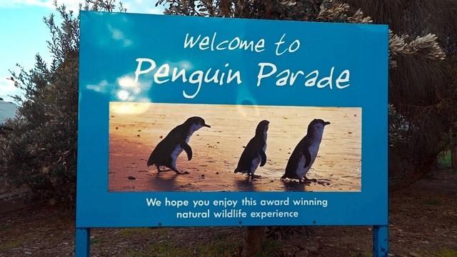 Phillip Island e la parata dei pinguini • Australia