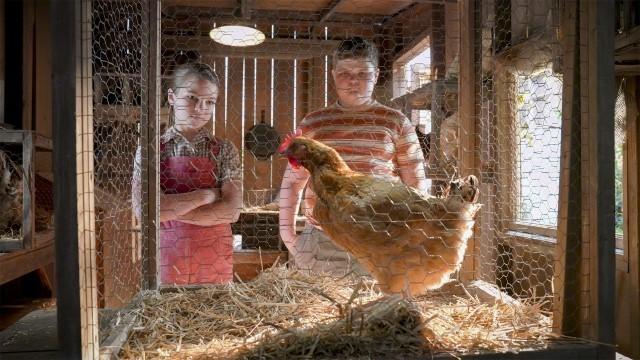 Une poule en vie, une poule frit et une union sacrée