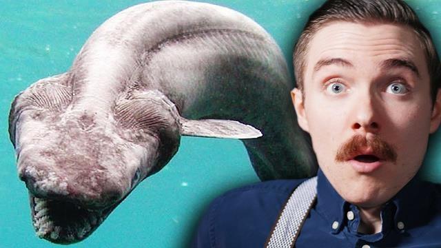 This Is The Deadliest Creature in The Ocean