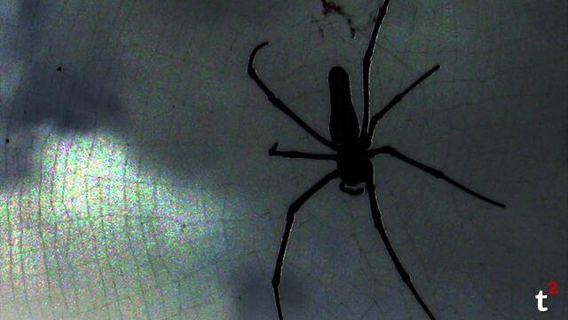 What's The Most Dangerous Animal?