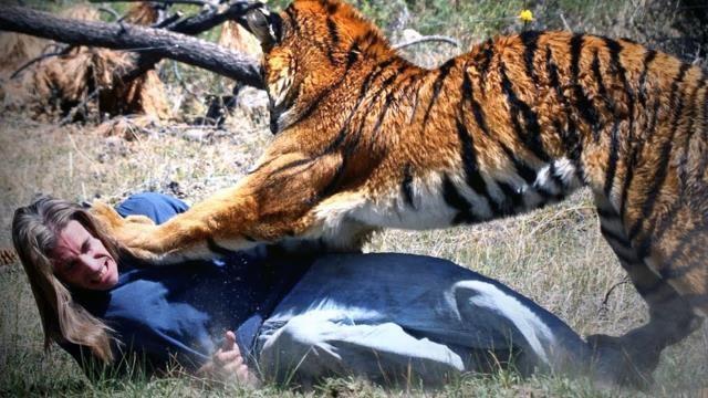 Why Couldn't This Tiger Be Stopped?