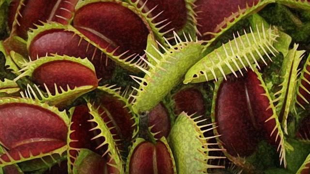 How Plants Became Carnivores