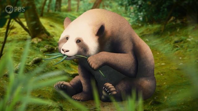 The Fuzzy Origins of the Giant Panda