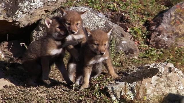 Andy and the Ethiopian Wolves