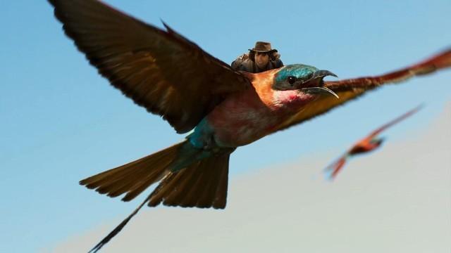 Andy and the Jackson's Widowbird