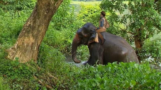 Andy and the Asian Elephants