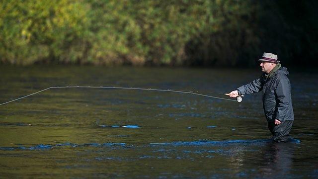 Salmon - River Tweed, Scotland