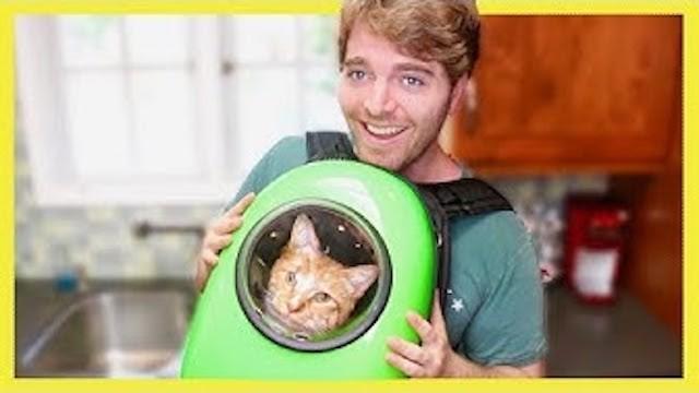 TESTING WEIRD CAT PRODUCTS 2