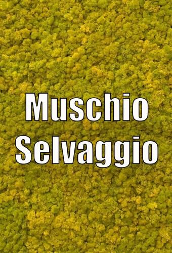Muschio Selvaggio