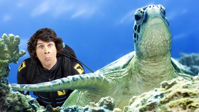 Andy and the Green Sea Turtles