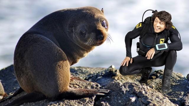 Andy and the Fur Seal Pup