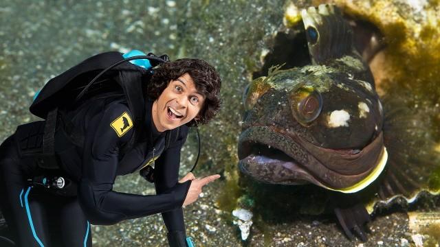 Andy and the Sarcastic Fringehead