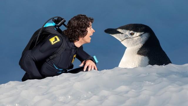 Andy and the Chinstrap Penguins