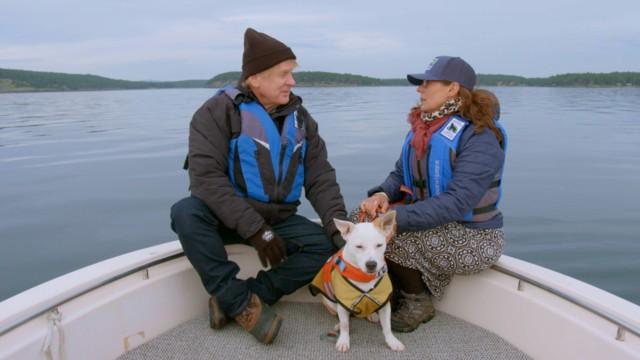 Whale Poop Dogs & Sheep Herding Dogs