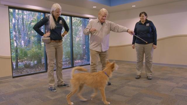 Dogs & Cheetahs & Companion Dogs