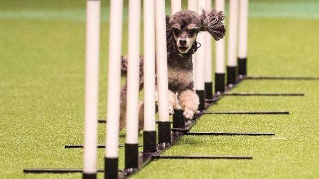 Crufts Goes Walkies