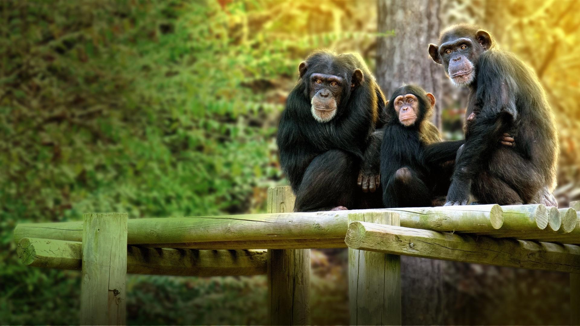 Meet the Chimps