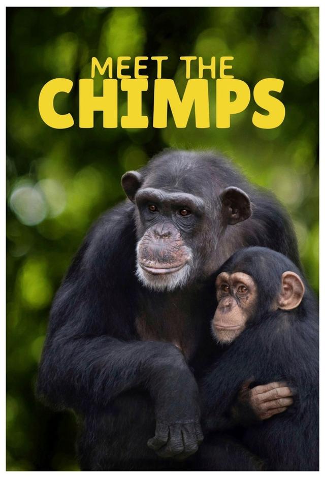 Meet the Chimps