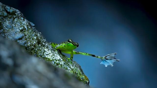 Im Wald der Kobolde