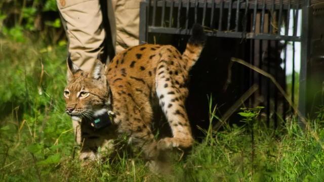 The Missing Lynx