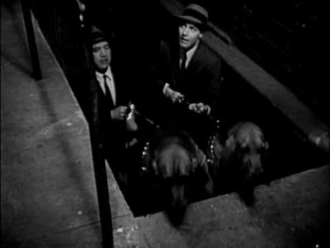 The Bloodhounds