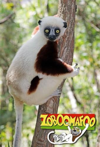 Zoboomafoo