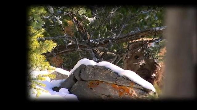 Survivorman Bigfoot: Radium Springs