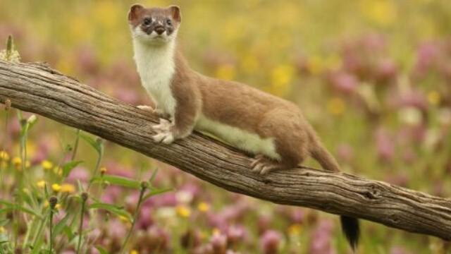 The Mighty Weasel